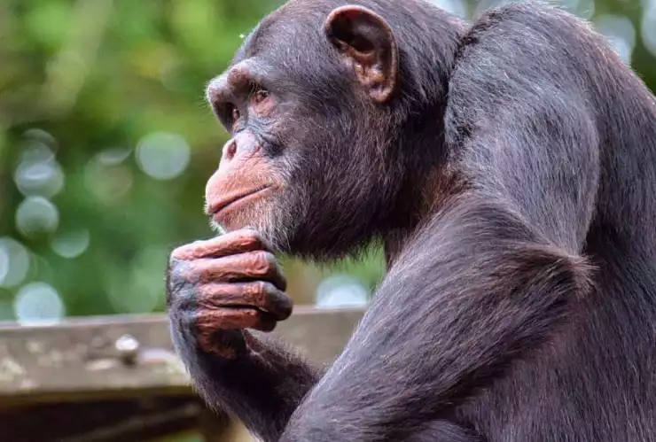 chimpancé pensando