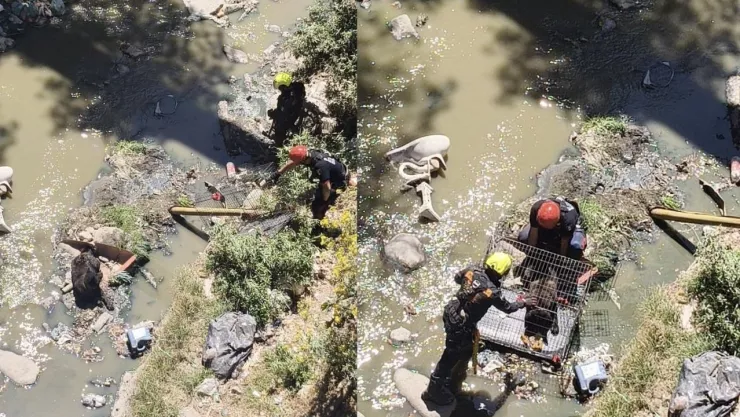 FOTOS: Así el rescate de un perrito desde barranca en Lomas Flor del Bosque, Puebla
