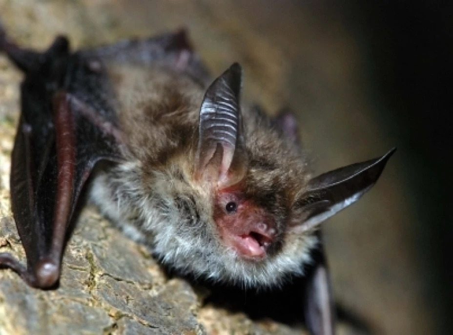 Murciélagos