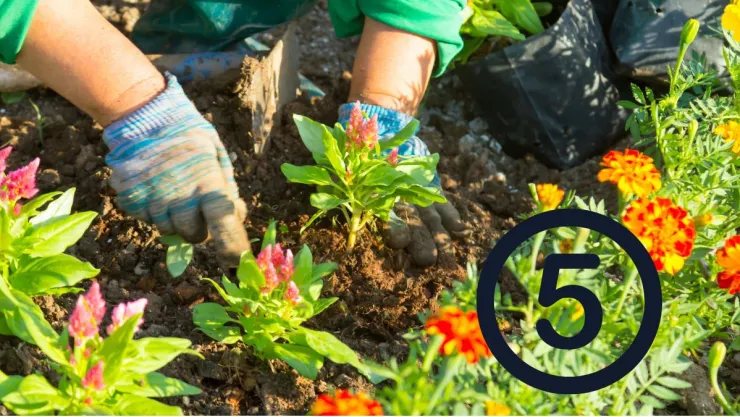 Las 5 plantas que debes sembrar en septiembre para que estallen de flores durante el invierno