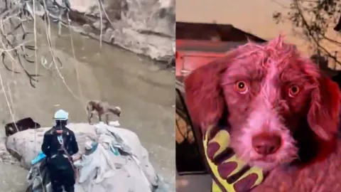 VIDEO: Captan rescate de perrito desde el fondo de una barranca en la colonia Gonzalo Bautista, Puebla; sorprendió a vecinos