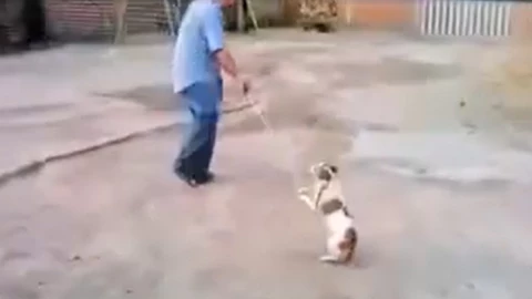 perrito agredido en Michoacán