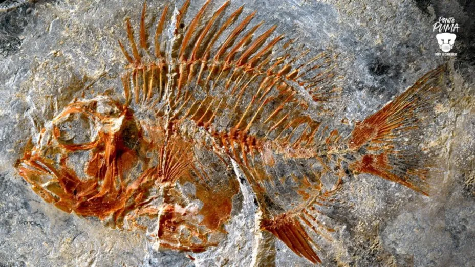 nueva especie de pez_UNAM-DGCSjpg.jpg