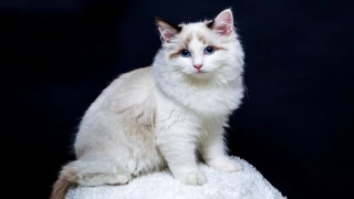 michi perdido Tailandia