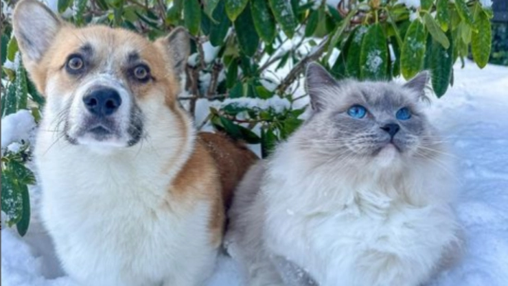 Un perrito y un gato, completamente opuestos entre sí, se convierten en una familia