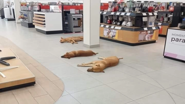 Elektra, un refugio para los ‘lomitos’ ante ola de calor en México