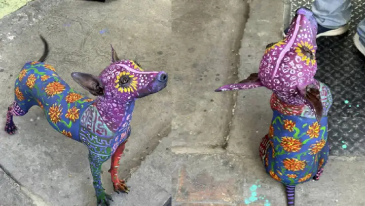 Pintan a Xoloitzcuintle como alebrije en celebración de Día de Muertos