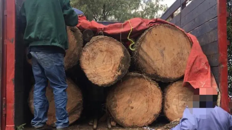 Traficantes de madera