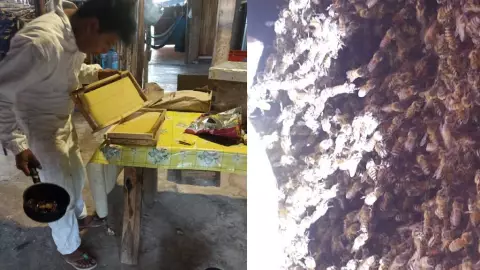 ¡Alerta! Mujer se encontraba en su cocina cuando enjambre de ABEJAS ingresó a su vivienda en Tizimín ¿hay heridos?