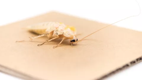 Así se ven las cucarachas blancas