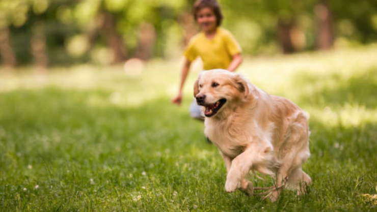 Perros cari´ñosos.jpg