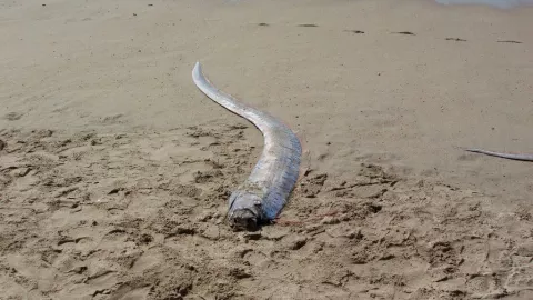 Pez remo que predice terremotos