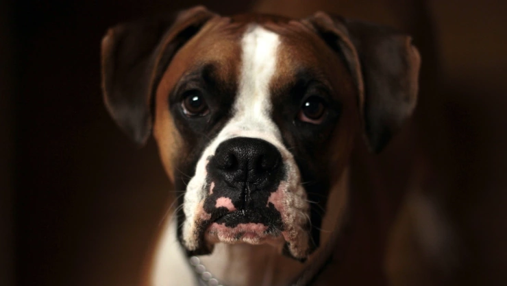 perro-rabia-humana-peru