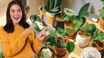 plantas de sol directo