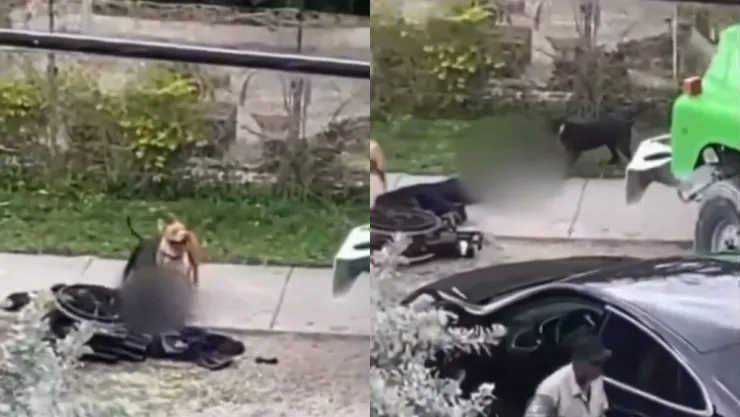 Hombre es despedazado por perros
