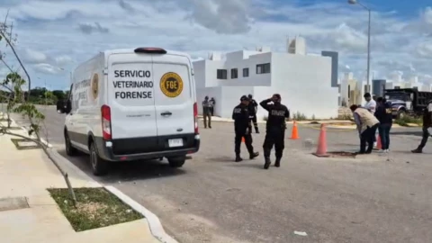 Vecinos de Gran San Pedro Cholul amanecen con ANIMALES ENVENENADOS; la policía ya investiga