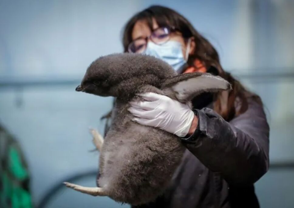 ¡El zoológico de Guadalajara recibe a una cría de pingüino Deli!