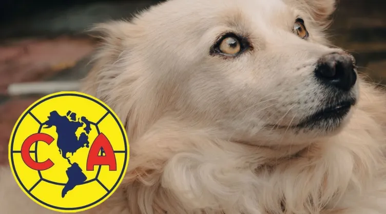 america-toros-neza-perro-expulsado-liga-mx.jpg
