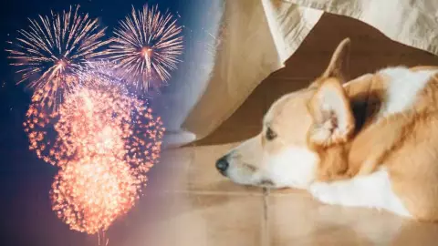 Cómo proteger a tu mascota de la pirotecnia en estas fiestas