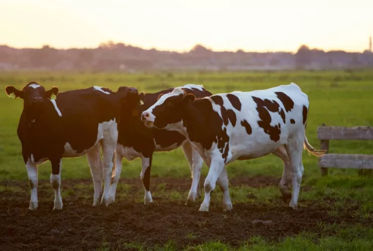 Habrá nueva marca de leche por crisis en industria en Aguascalientes; ¿en dónde se venderá?