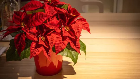 Mejor lugar para poner las Nochebuenas