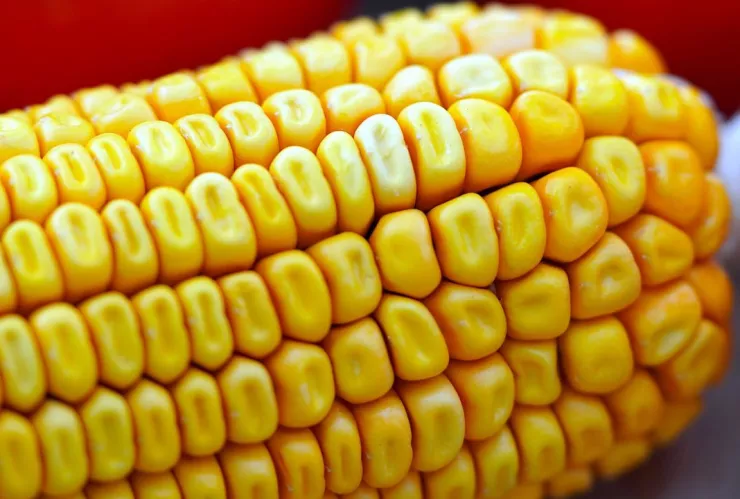 ¿Está Jalisco? La venta de elotes será PROHIBIDA este 15 de septiembre en esta ciudad