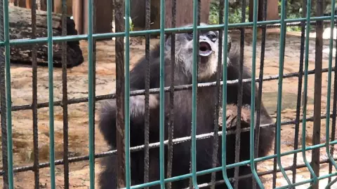 Centenario de Mérida_ Ella es Susu, la habitante más longeva que acaba de cumplir 48 años