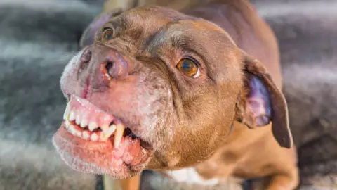 Ataque de pitbulls en Brasil