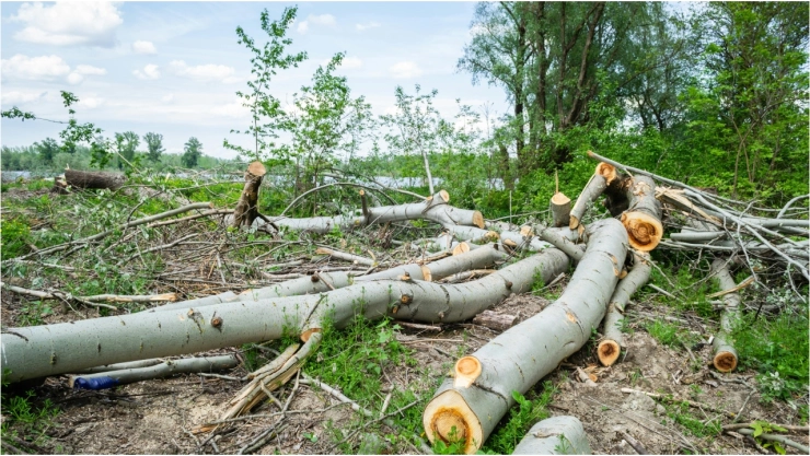 Este es el costo que debes cubrir por talar un árbol en Aguascalientes.jpg
