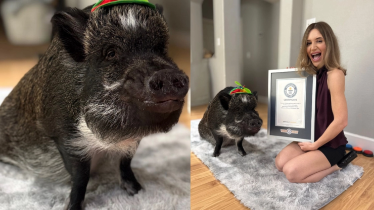 ¿Un cerdo influencer? Merlin rompe récords en Instagram y sorprende al mundo