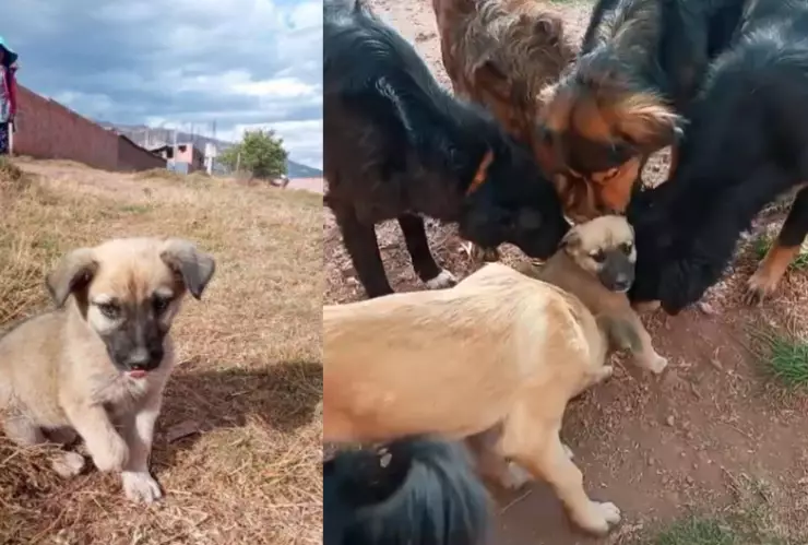 cachorro es recibido en un refugio.png