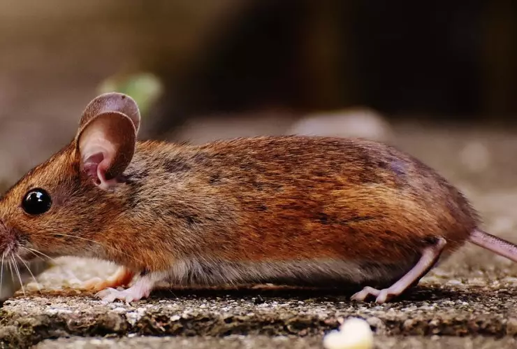 La mutación puede bloquear el VIH