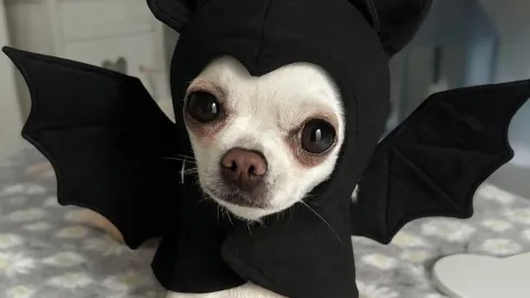 Los mejores lugares de la CDMX para conseguir disfraces de mascotas baratos