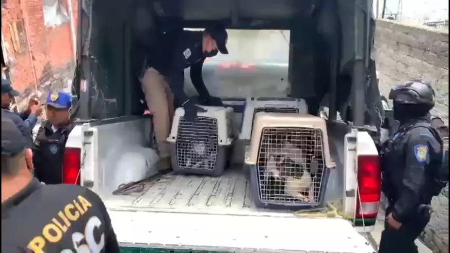 Rescatan animales en cautiverio que contaban con rasgos de violencia