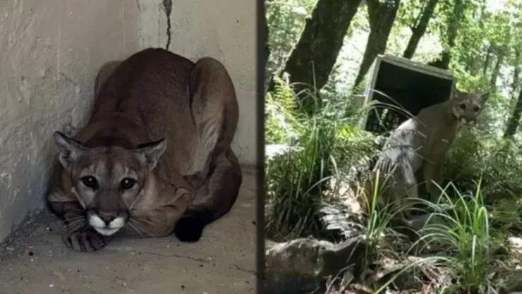 Liberan a puma en su habitat hallado en una casa