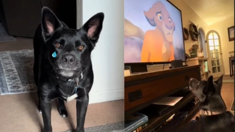 Perro Bosco se hace viral en TikTok por llorar en película de El Rey León.