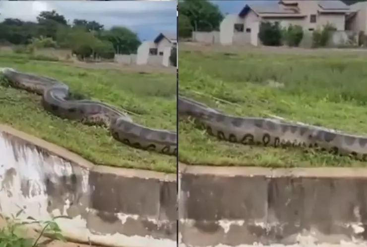 ¡De terror! Captan a enorme anaconda paseando sobre las calles de un vecindario