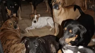 Mujer protege cerca de 100 perros callejeros del huracán ´Dorian´