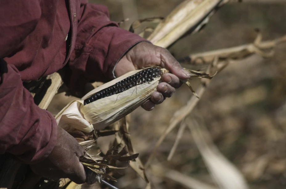 Captura de Pantalla 2022-08-21 a la(s) 12.34.21.png