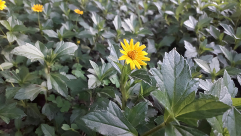 Trucazo para quitar moretones