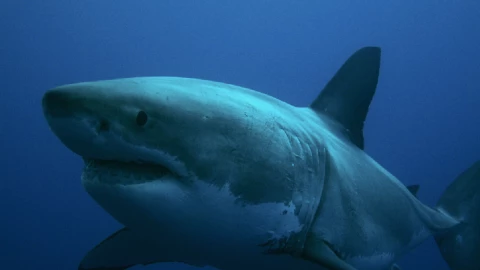 Tiburón mató a bañista en Egipto