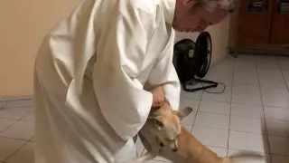 João Paulo Araujo Gomes cuenta que la idea surgió luego de que los feligreses llevaran a la iglesia galletas para venderlas ya recaudar fondos para obras de caridad.