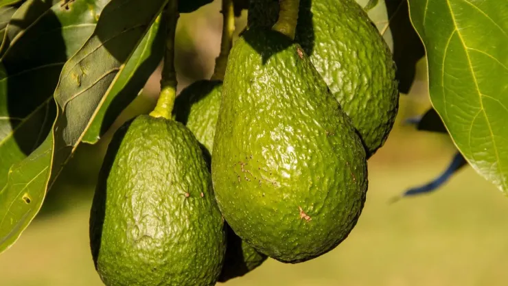 La mascarilla de aguacate que acaba con las arrugas del rostro