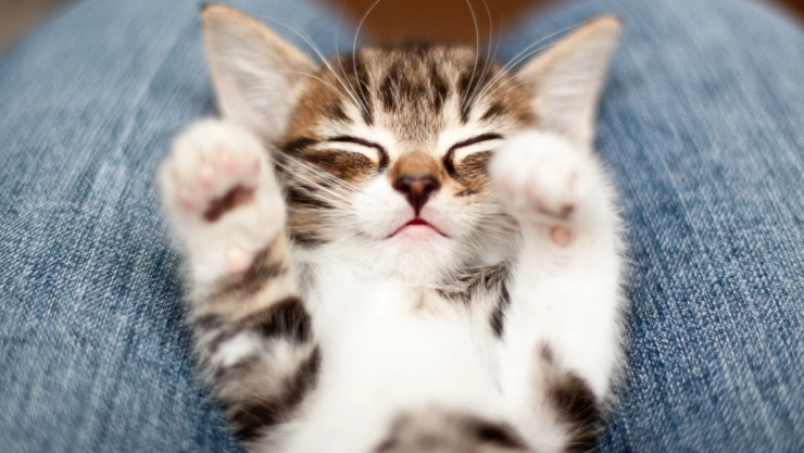 gato duerme sobre piernas