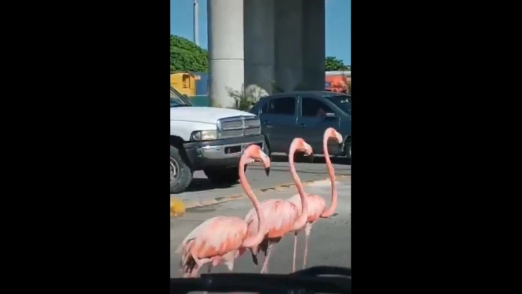 Flamingos