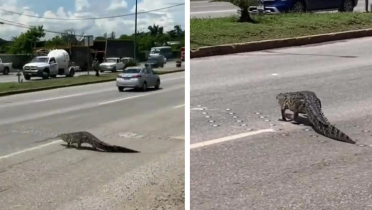 cocodrilo Altamira Tamaulipas video