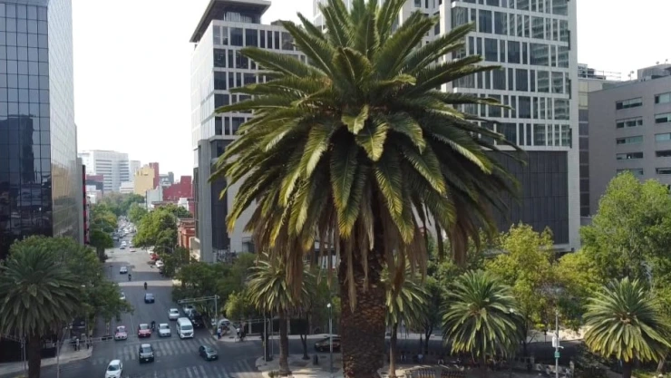 Palmeras CDMX.jpeg