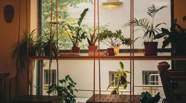 plantas de interior