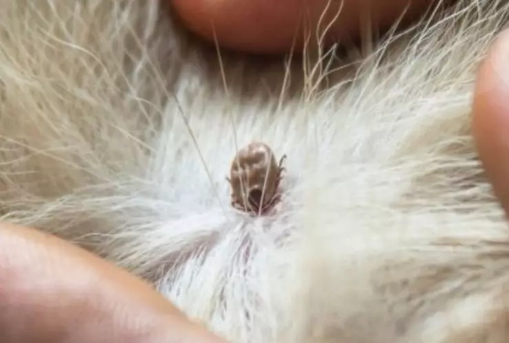 Picadura garrapata.jpg