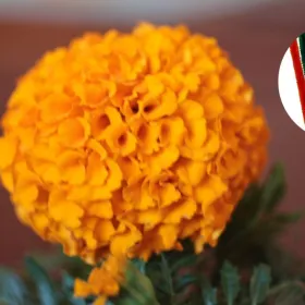 /estilo-de-vida/como-hacer-flores-cempasuchil-limpiapipas-ofrenda-dia-muertos